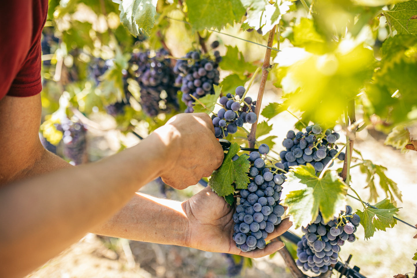 Tenuta Santa Maria di Gaetano Bertani Wijnproeverij